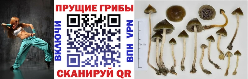 Галлюциногенные грибы прущие грибы  Унеча 